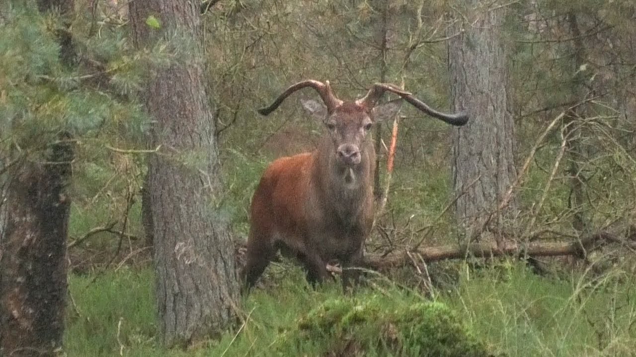 Edelhert met misvormd gewei/Red deer with deformed antlers (Veluwe)