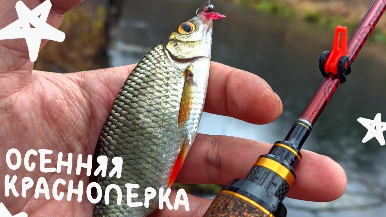 МОРМЫШИНГ x КРАСНОПЕРКА В НОЯБРЕ x VARIVAS AREA DRIVE ARD-60S #22