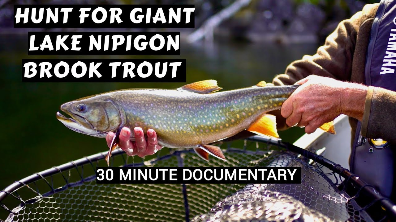 Hunt for Giant Lake Nipigon Brook Trout