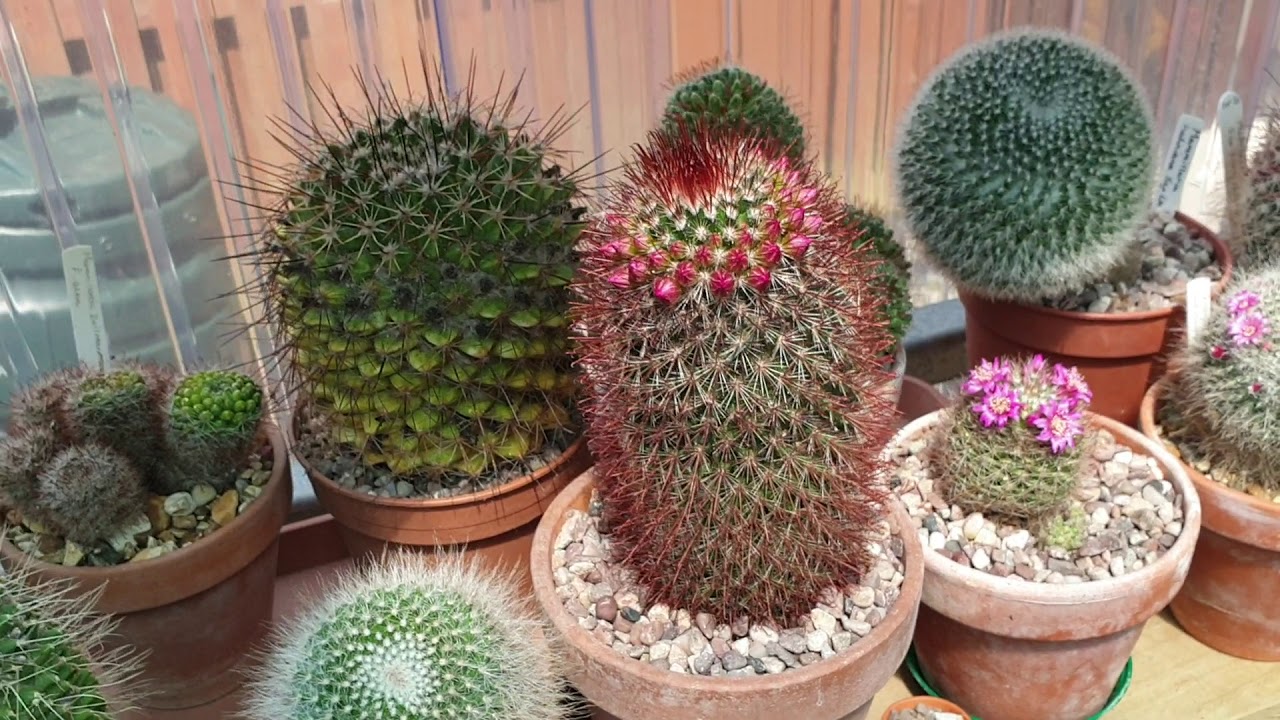 Summer cacti flowering in the greenhouse 1st of June 2020.