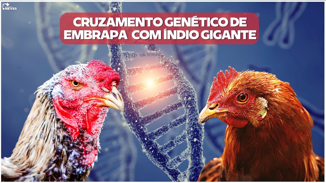 Cruzando genético entre EMBRAPA 051 e ÍNDIO GIGANTE: Tudo o que Você Precisa Saber.