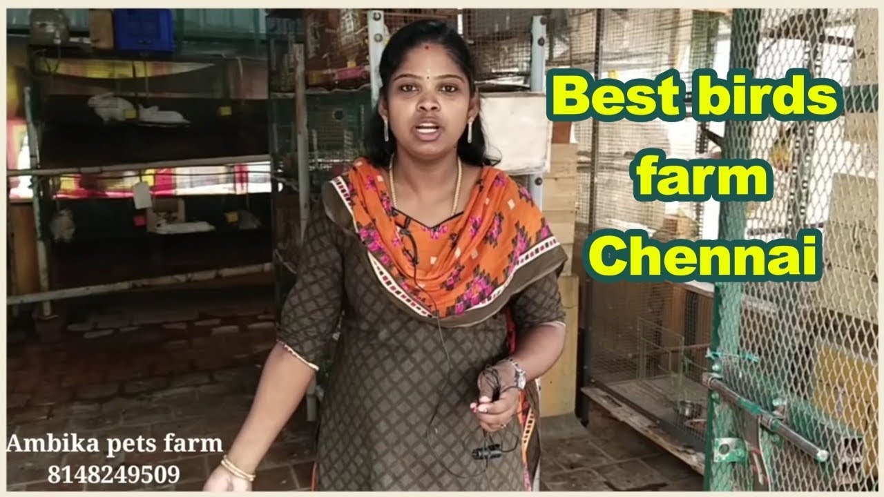 Exotic birds for sales|மிக குறைந்த விலையில் வெளிநாட்டு பறவைகள்|birds for sales|part -1