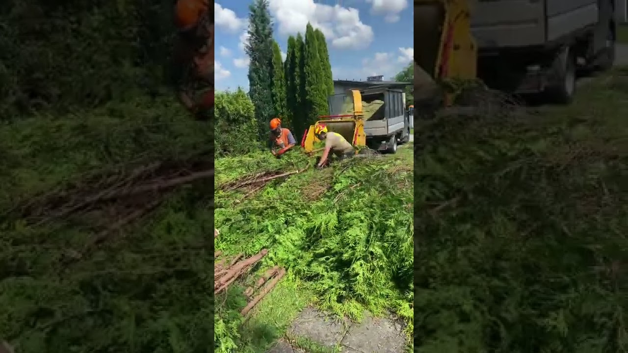 Przycinanie Tuji Wycinka Drzew Vermeer BC200 Bielsko Biała Okolice