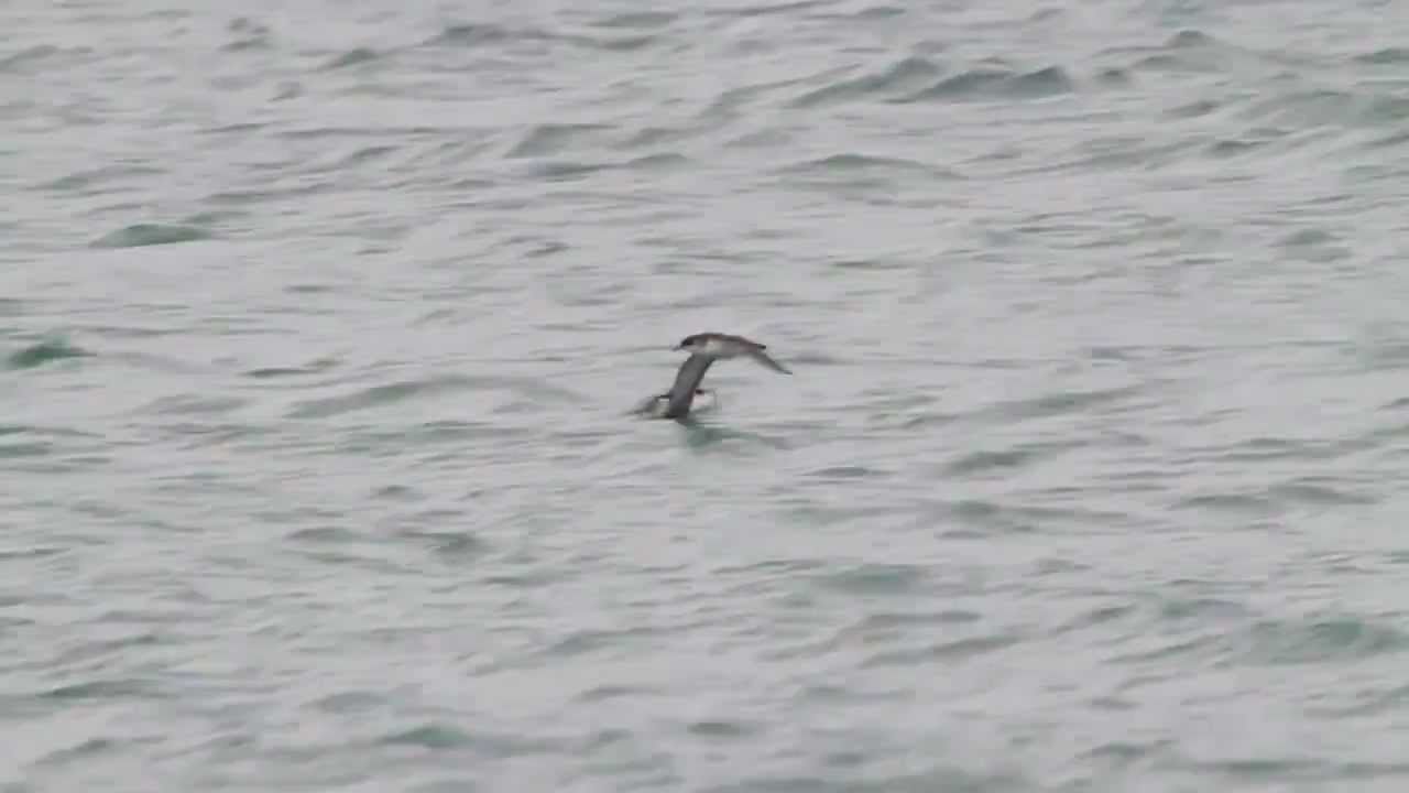 Manx Shearwater, Isle of Man.  Dslr video