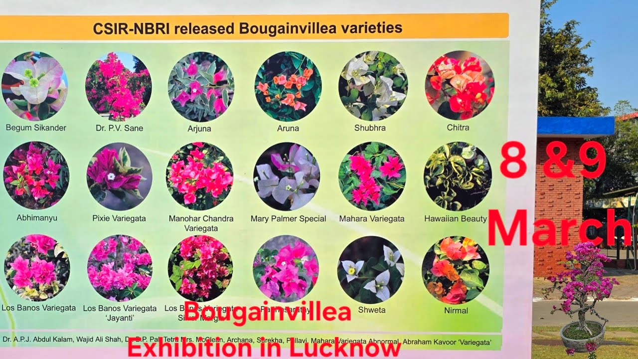 Bougainvillea Exhibition in NBRI LUCKNOW
