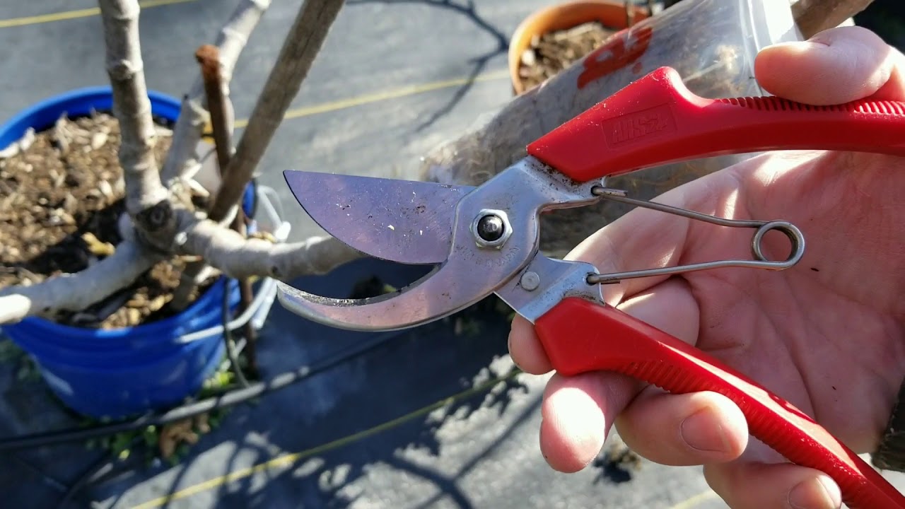 Part 3 - How to Prepare a Fig Tree for Winter