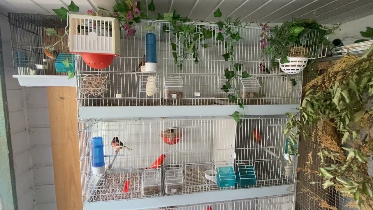 Breeding canaries and British finches