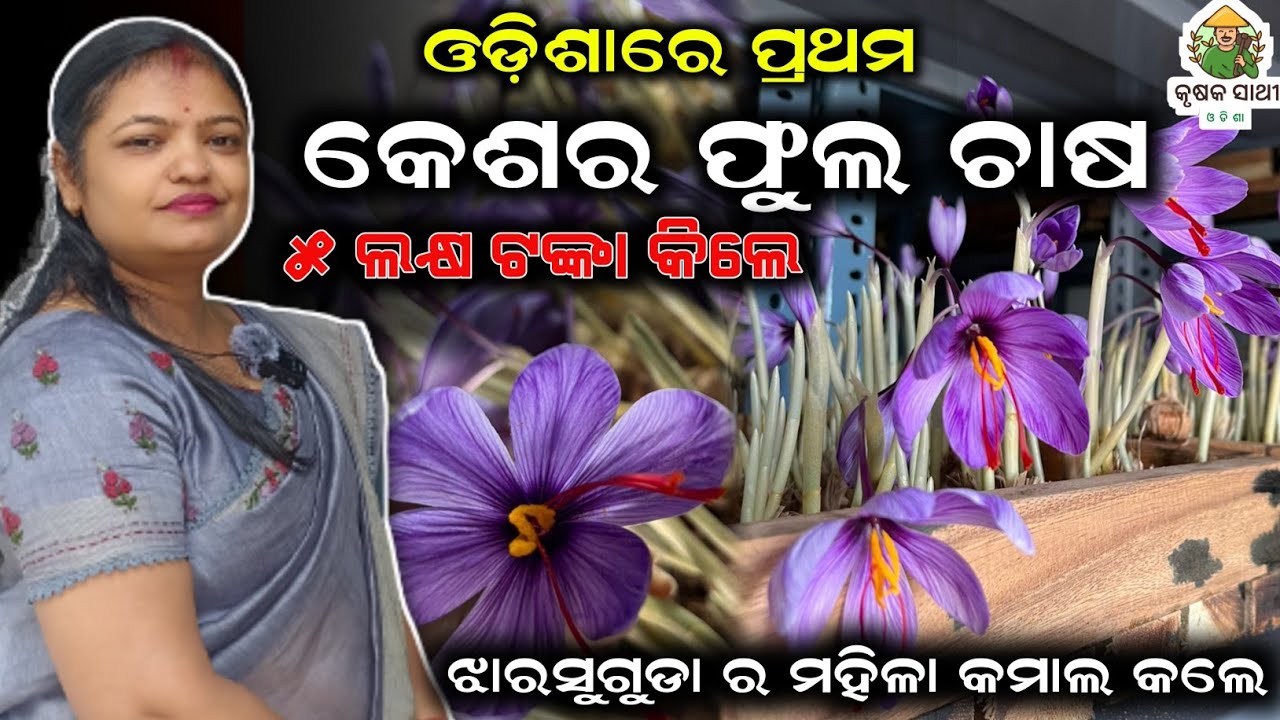 Saffron farming in odisha[ ଓଡ଼ିଶାରେ କେଶର ଚାଷ ] Kesar chasa odisha || How to start saffron farming