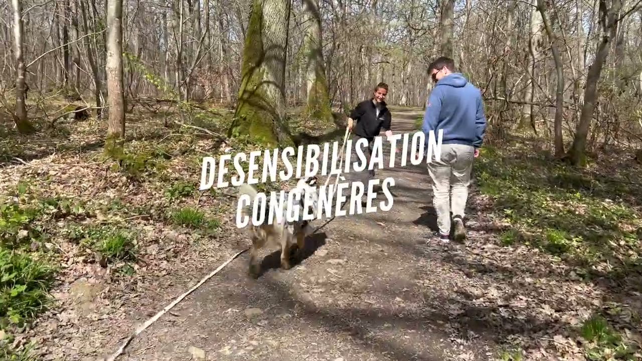 D&Eacute;SENSIBILISATION AUX CONG&Eacute;N&Egrave;RES - Cyrielle &eacute;ducateur canin EDUCHIEN