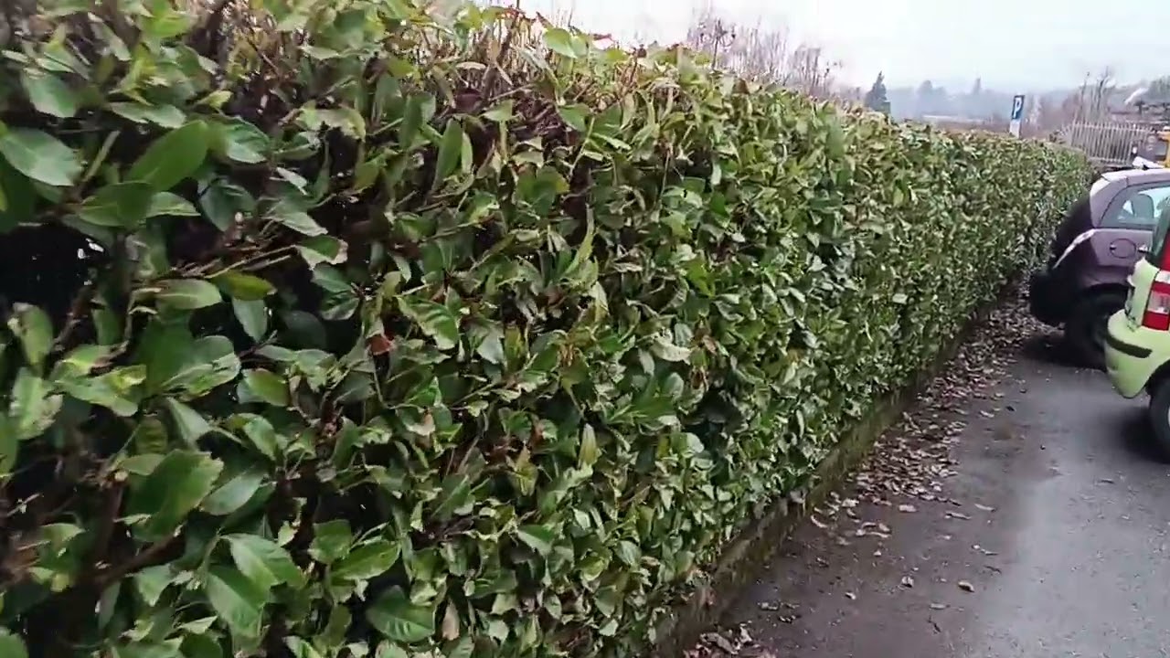 Żywopłot z laurowiśni Rotundifolia.