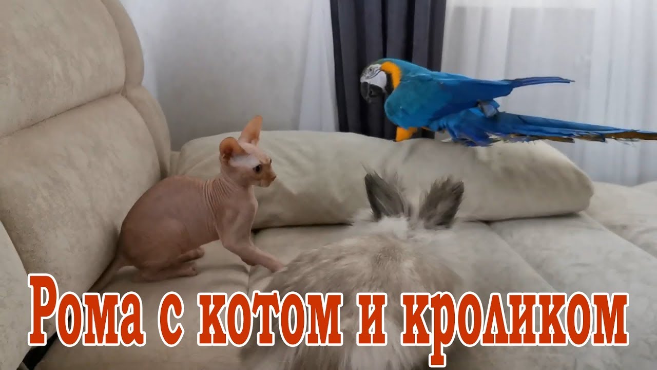 Говорящий попугай Ара, котенок сфинкс и декоративный кролик.  Кот, кролик и попугай Ара играют.