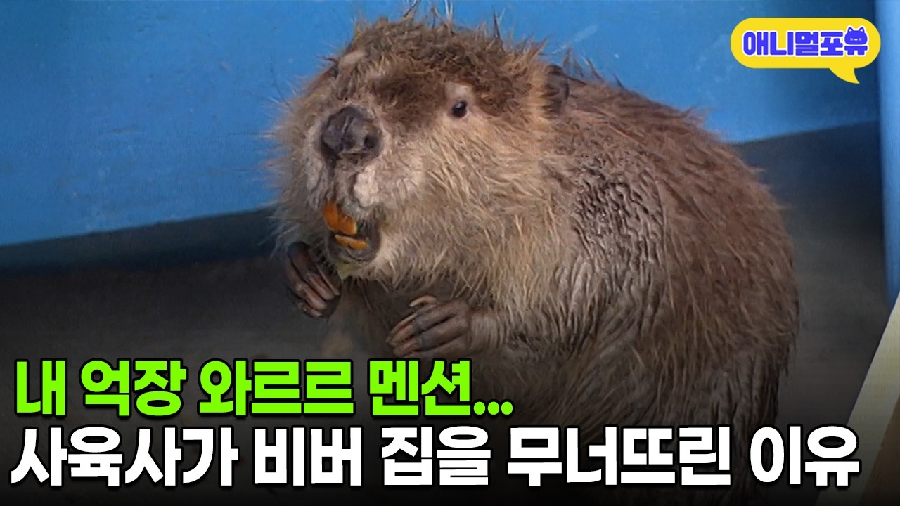 오늘 내 집이 무너졌어…사육사가 자꾸만 비버 집을 무너뜨리는 이유ㅣKBS 주주클럽 050807 방송