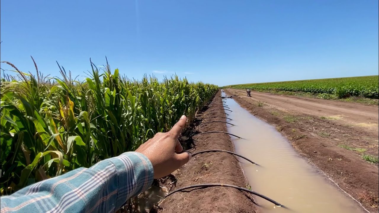 Riego rodado en cultivo de maíz🌽 !!
