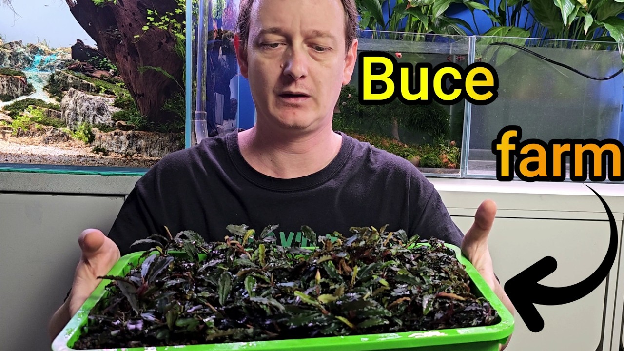 Emersed Bucephalandra FARM. P2 THE struggle and THE reward.