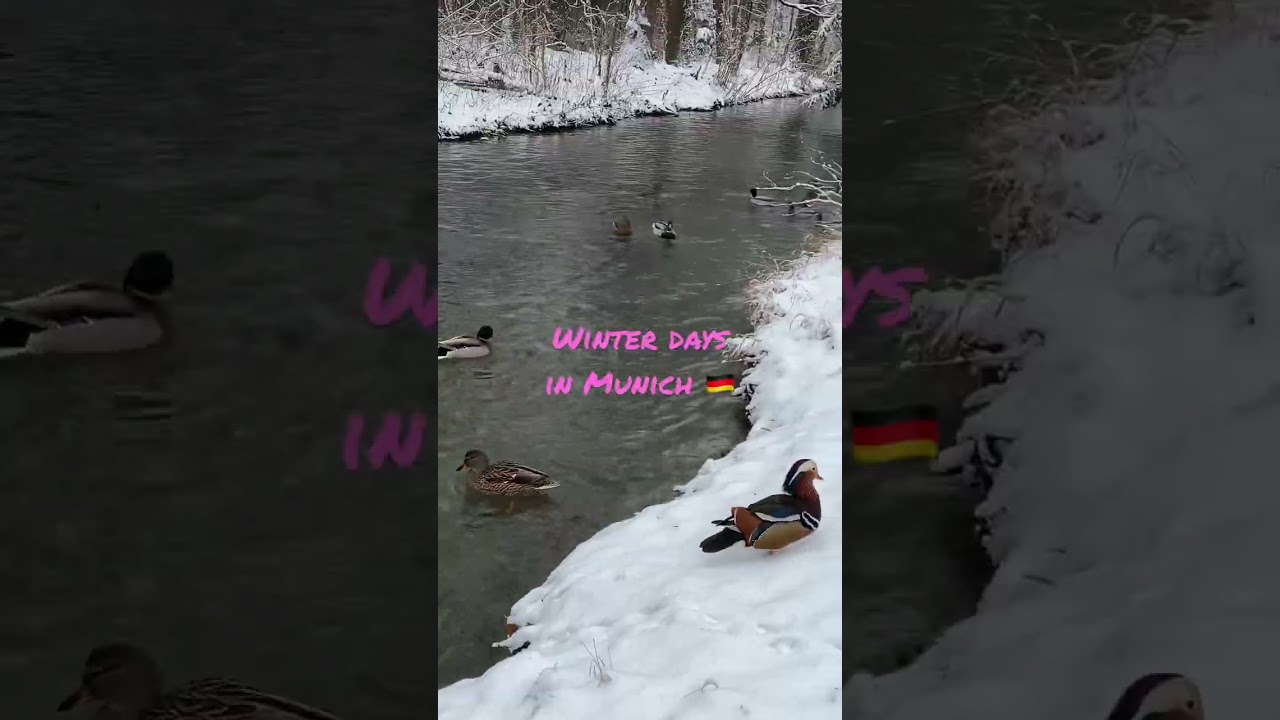 Snowy #WinterDays in #Munich feat. Englischer Garten ❤️🇩🇪 #bavaria