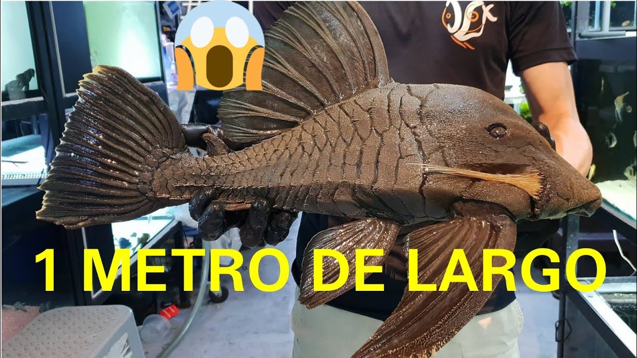 PLECOSTOMUS, EL PEZ QUE SE CONVIERTE EN MONSTRUO EN LOS ACUARIOS