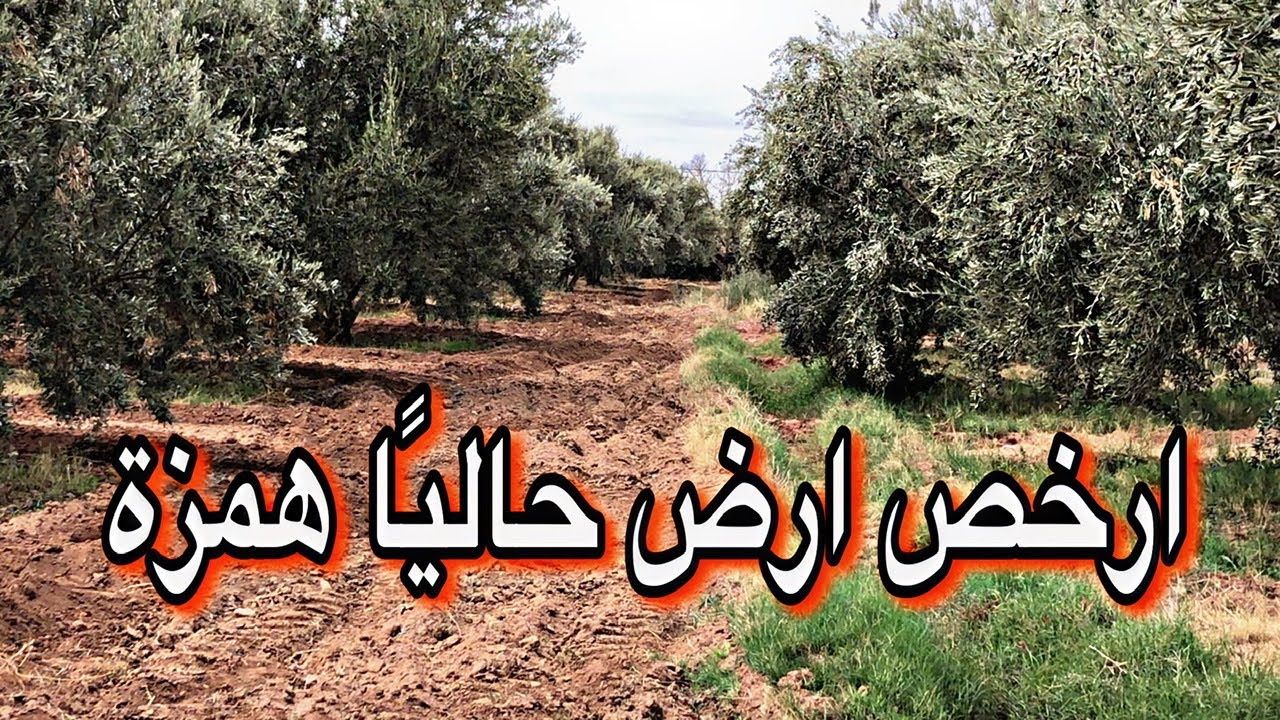 ارض للبيع هكتار مجهز بأشجار زيتون