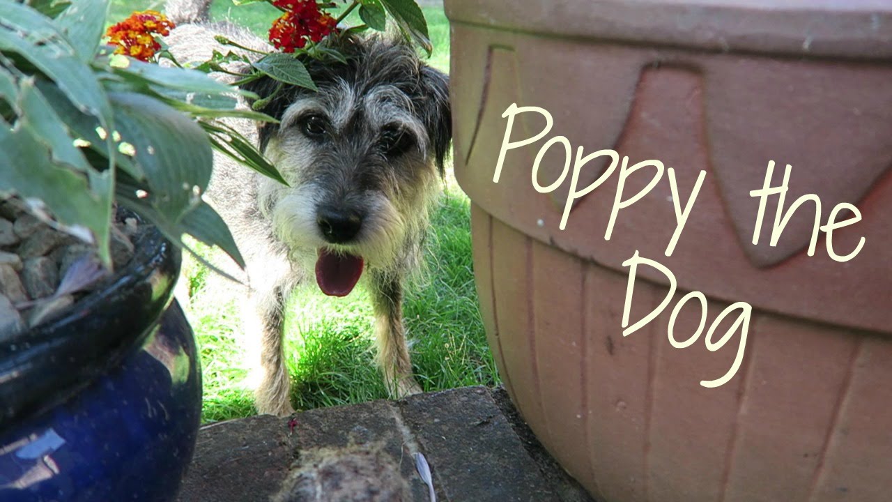 Poppy the Dog
