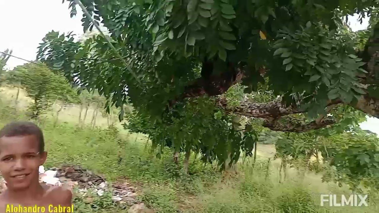 Procurando filhotes de rolinha