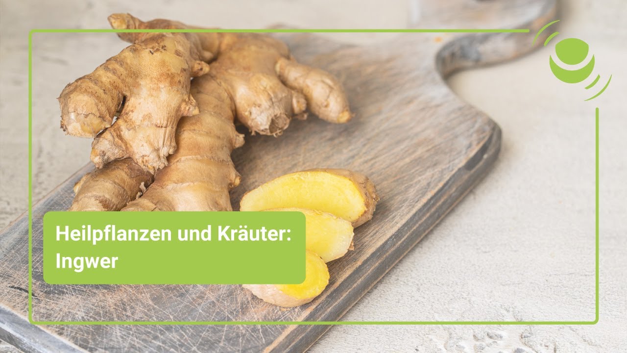Ingwer &ndash; Alles, was Du &uuml;ber seine Wirkung wissen solltest.