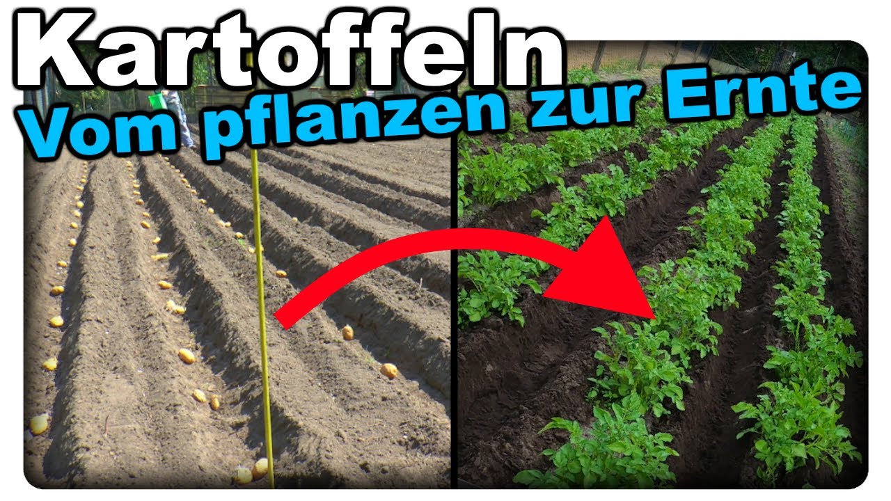 Kartoffeln erfolgreich anbauen - Vom Einpflanzen bis zur Ernte
