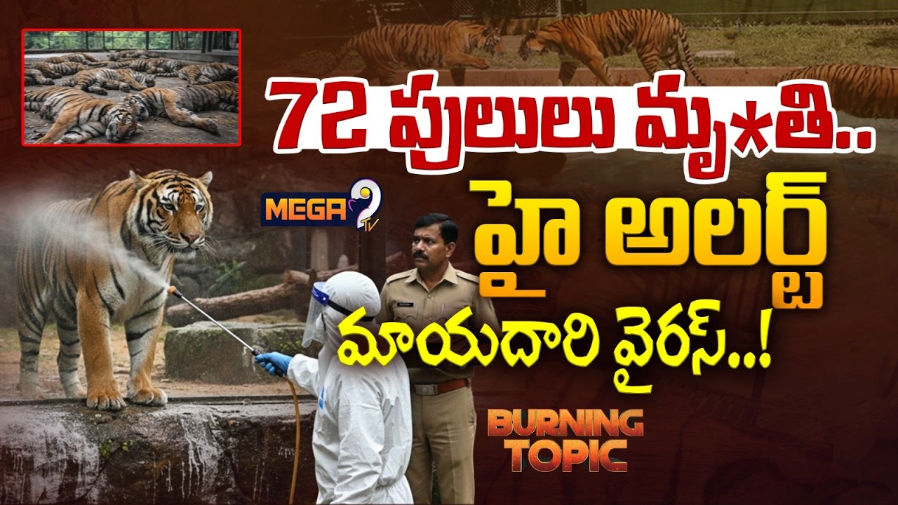 Thailand Tigers De*ath | Chiang Mai virus | మాయదారి వైరస్..! | Burning Topic | Mega9tv