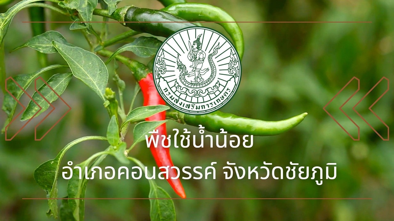 แปลงต้นแบบพืชใช้น้ำน้อย อำเภอคอนสวรรค์ จังหวัดชัยภูมิ