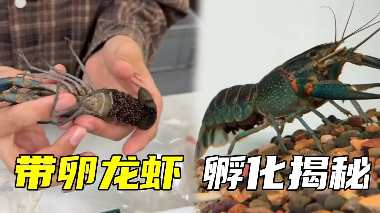 硬核科普！澳洲龙虾孵化全过程，从抱卵到稚虾的神奇蜕变！【鲁伟学长】