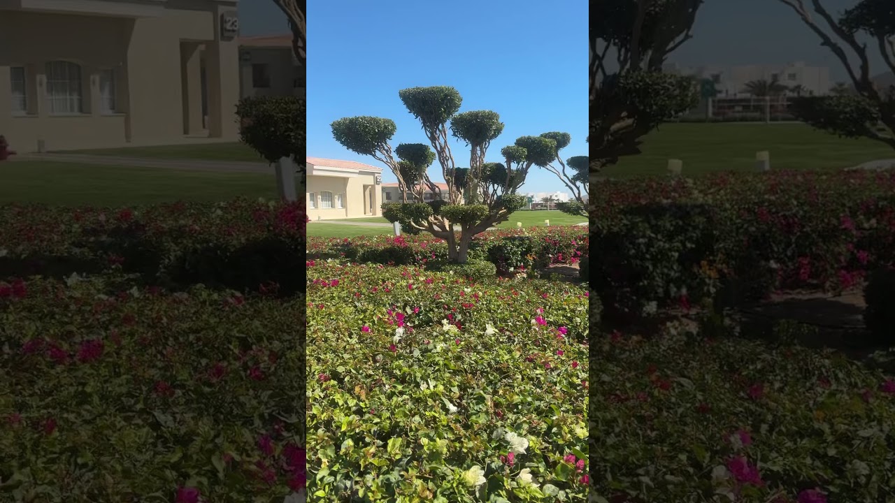 Территория Pickalbatros Luxury Suites #albatros #golf #garden #gardening