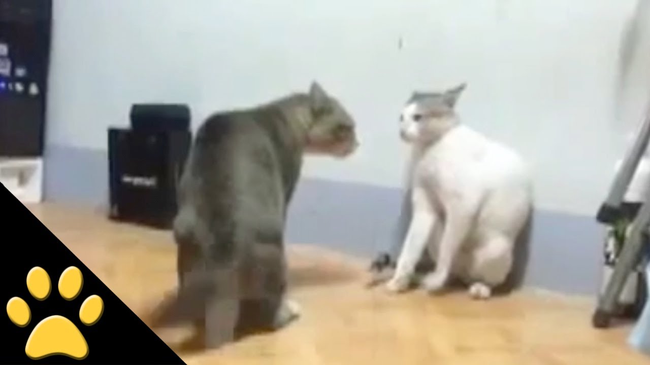 Ultimate Cat Fight
