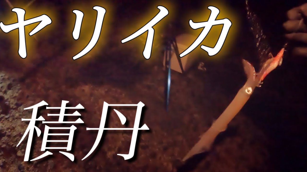 積丹ヤリイカ開幕！槍烏賊シーズンin！