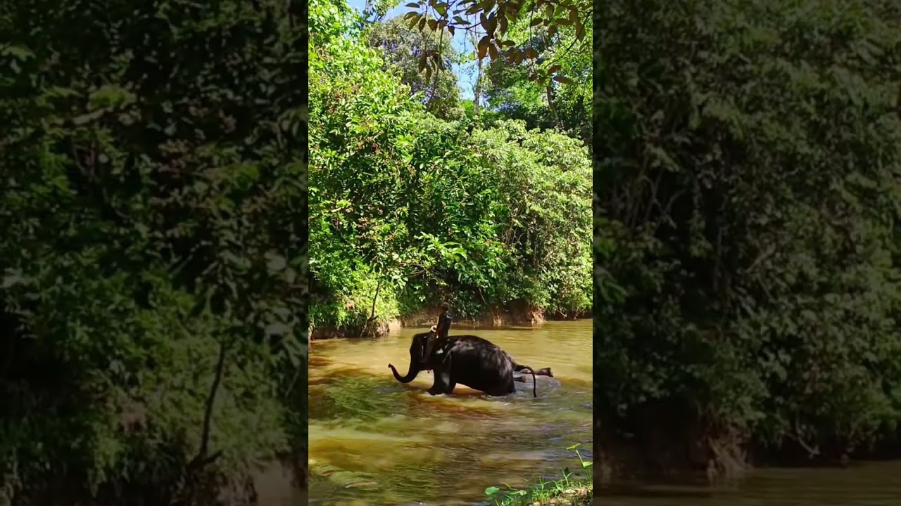🐘 Mandi