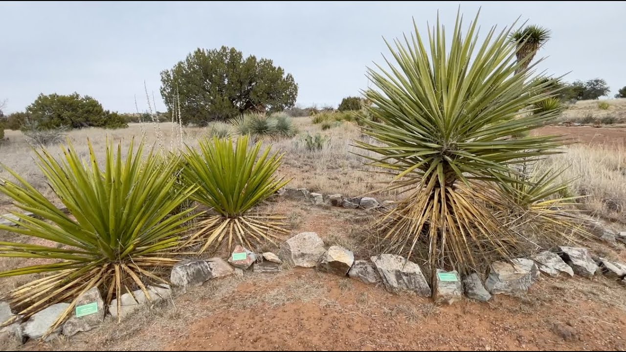 West Texas: San Solomon Springs, Davis Mountains and Chihuahuan Desert Research Institute Visits