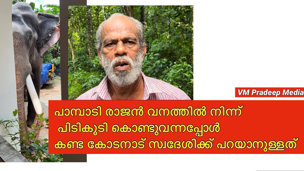 Pampady Rajan കാട്ടിൽ നിന്ന് പിടി കൂടിയപ്പോൾ കോടനാട് സ്വദേശി പ്രതികരണം#keralaelephant@V M PRADEEP MEDIA