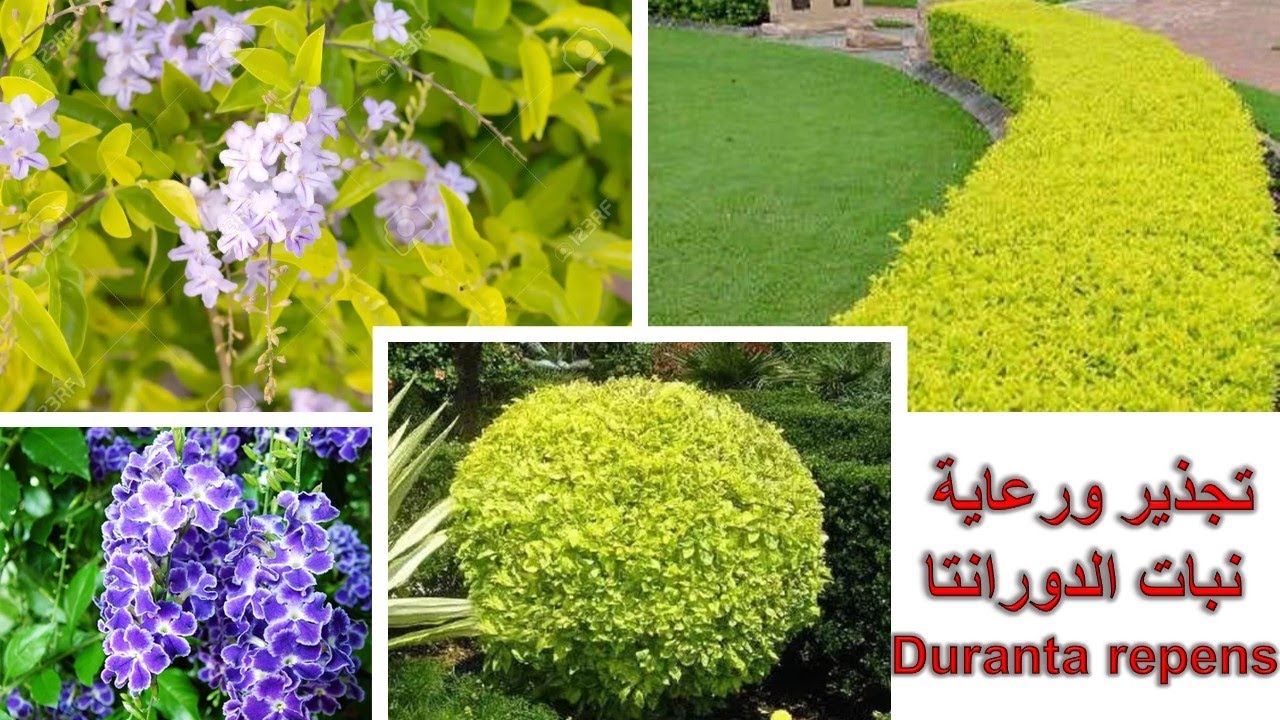 تجذير ورعاية نبات الدورانتا #duranta