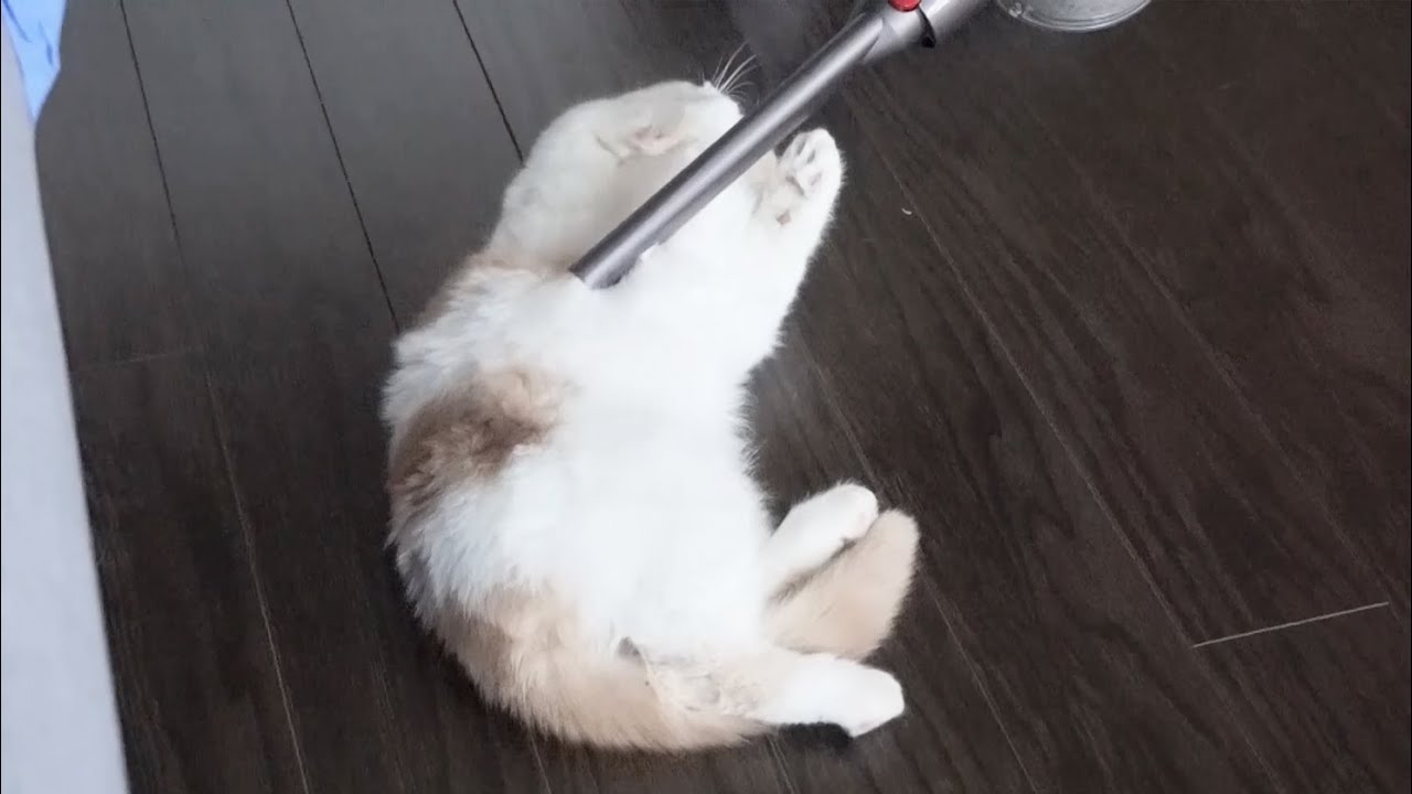 Are Cats Scared Of Vacuums?