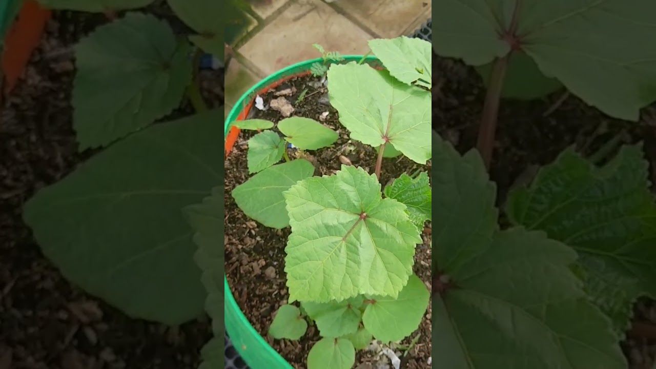 Terrace Garden Tour - Part 4: Flourishing Beauty and Seasonal Surprises