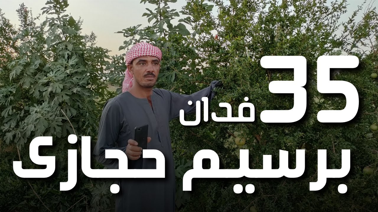 عروض طائر الوادي 35 فدان للبيع في الفرافره  مزروعين برسيم حجازي| استثمر صح