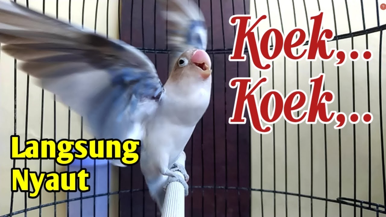 LB FIGHTER Ngekek Panjang, Paling Jitu Memancing EMOSI Lovebird Malas Bunyi, KOEK KOEK Cepat Nyaut