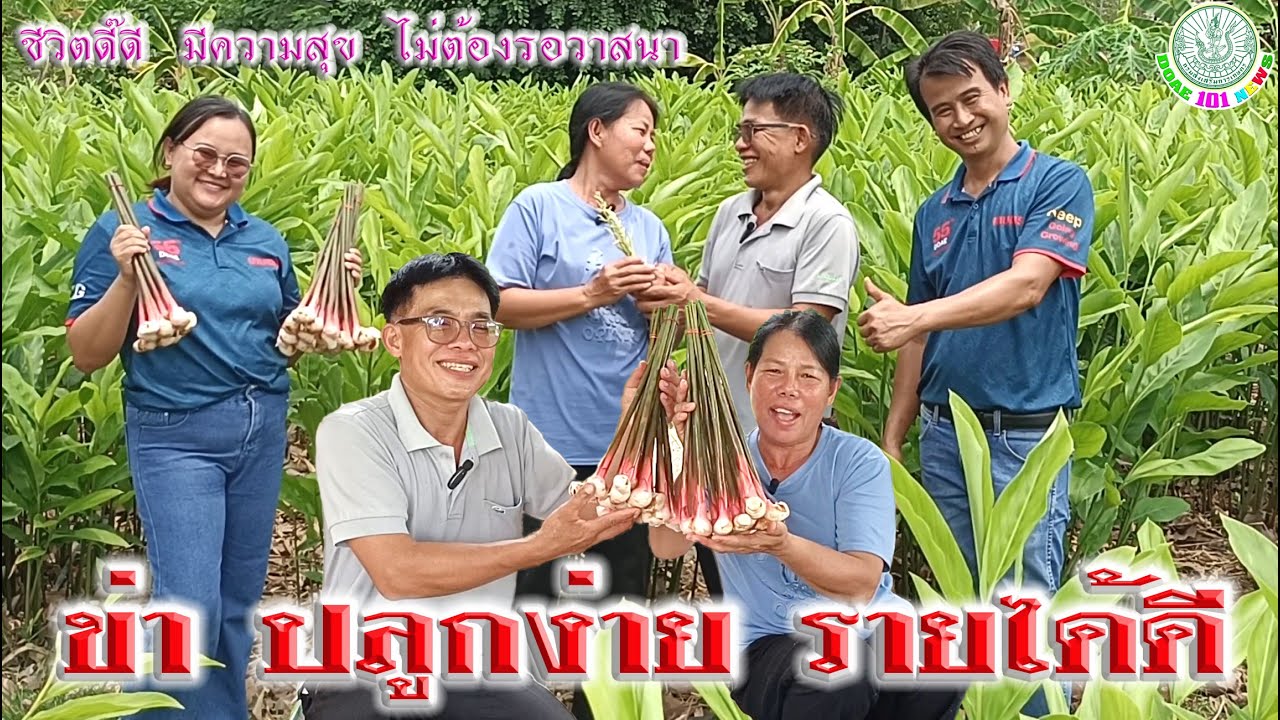 ข่า ปลูกง่าย รายได้ดี