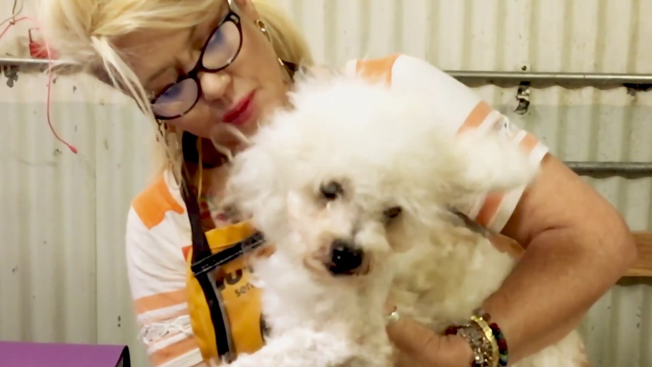 Finding Beans! Watch this Poodle Transformation at Muttville Senior Dog Rescue &hearts;