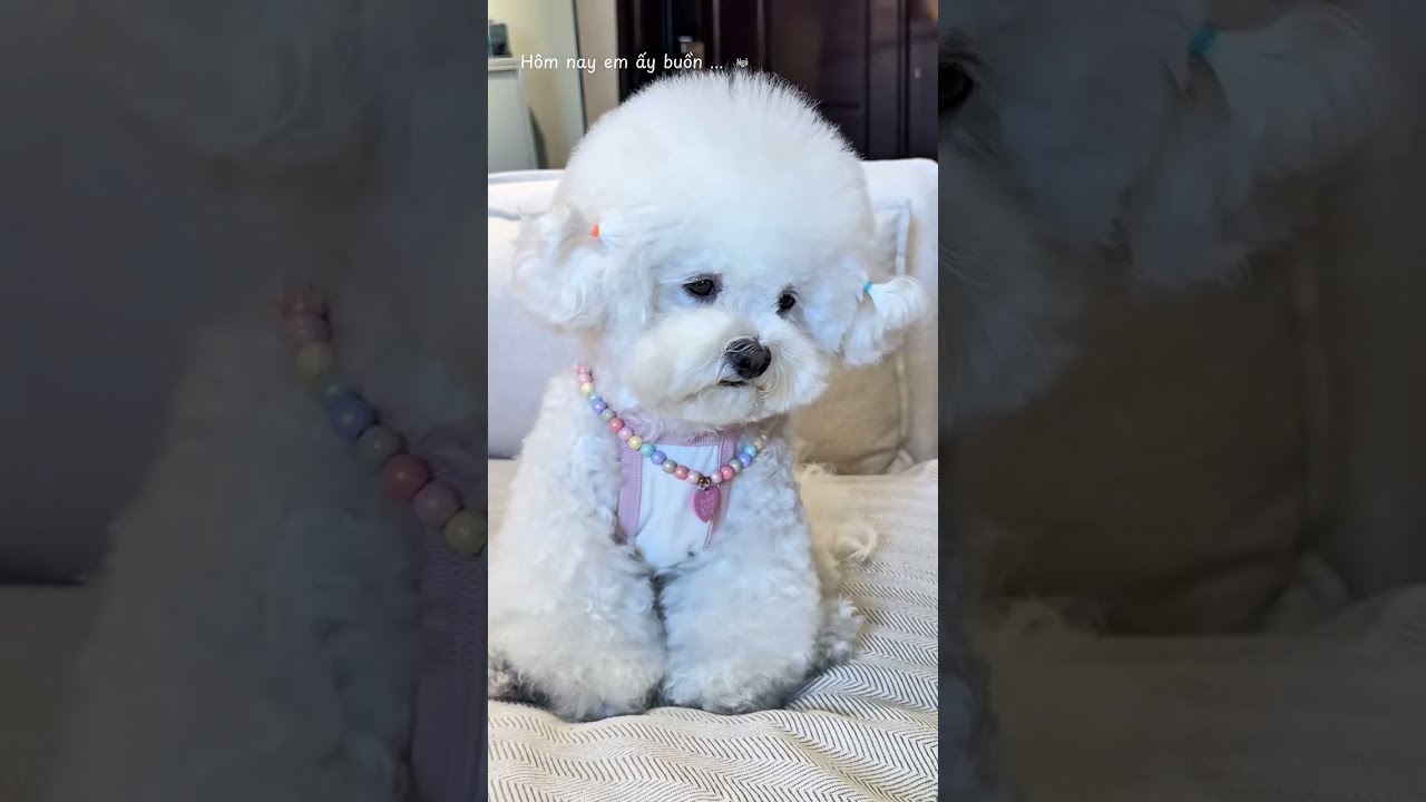 Puppy Reacts to Loud Sound – Cutest Freakout Ever! 