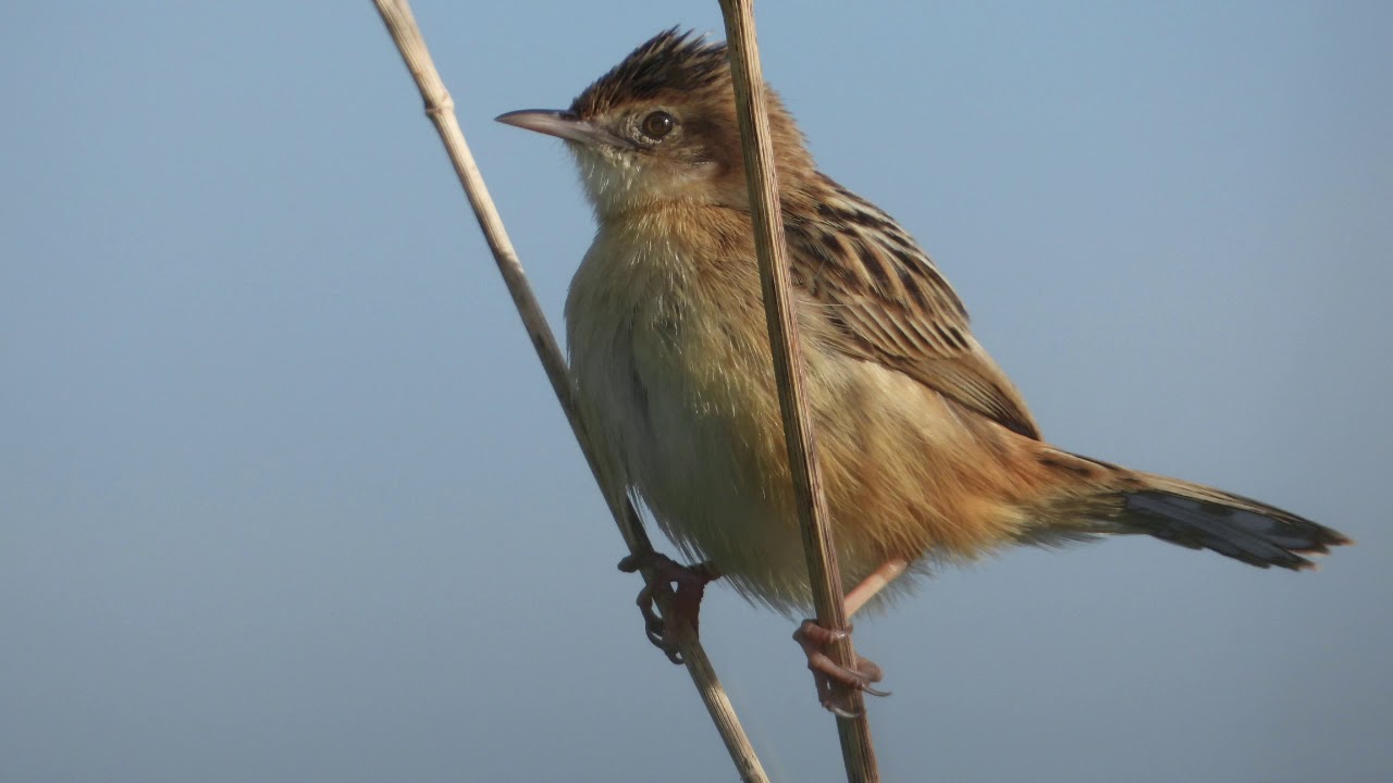 Chwast&oacute;wka / Zitting cisticola / Cisticola juncidis