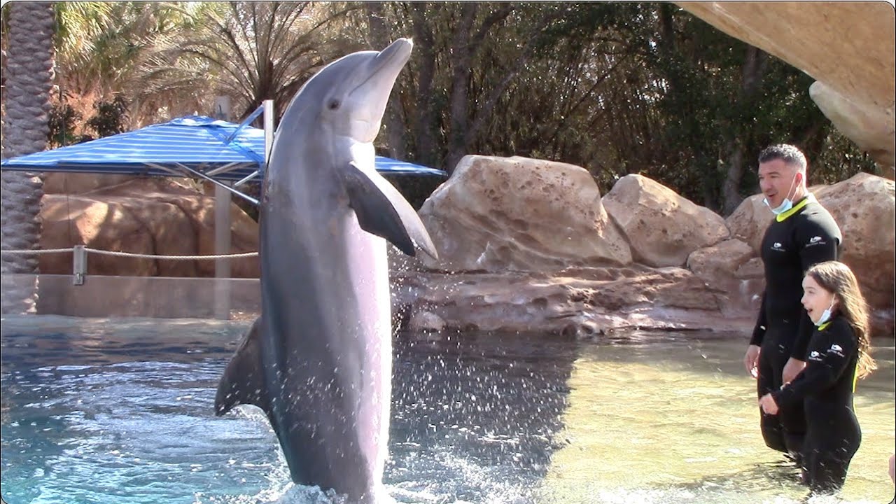 Dolphin Beach Swim - Discovery Point at SeaWorld San Antonio - March 6, 2021