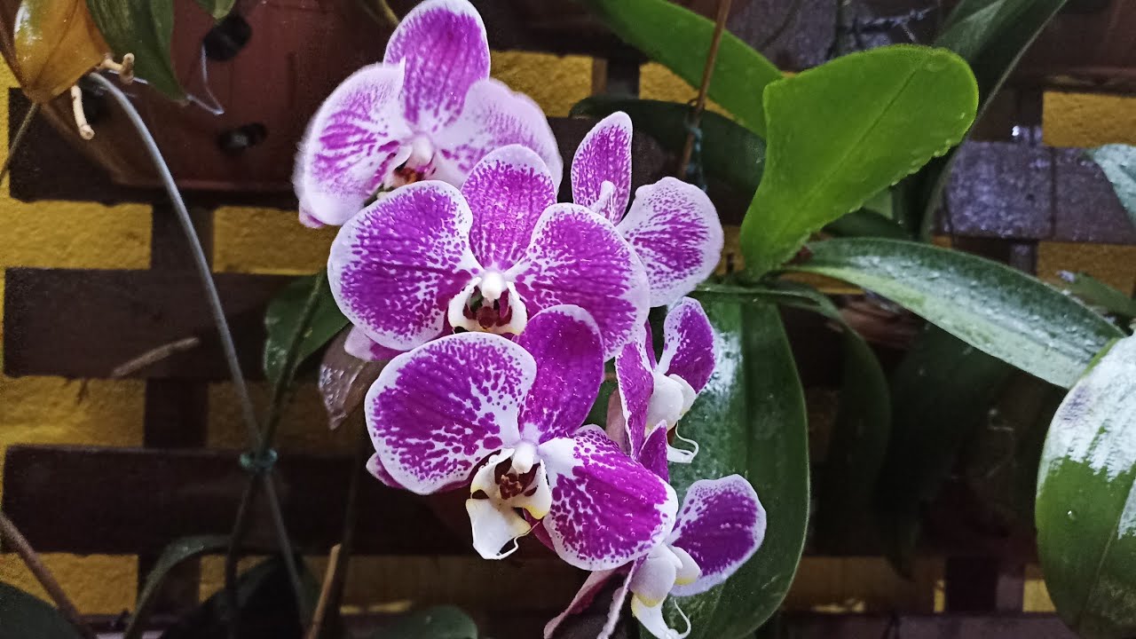 Como eu cultivo minhas orquídeas com pedra brita e carvão: Dicas de cultivos