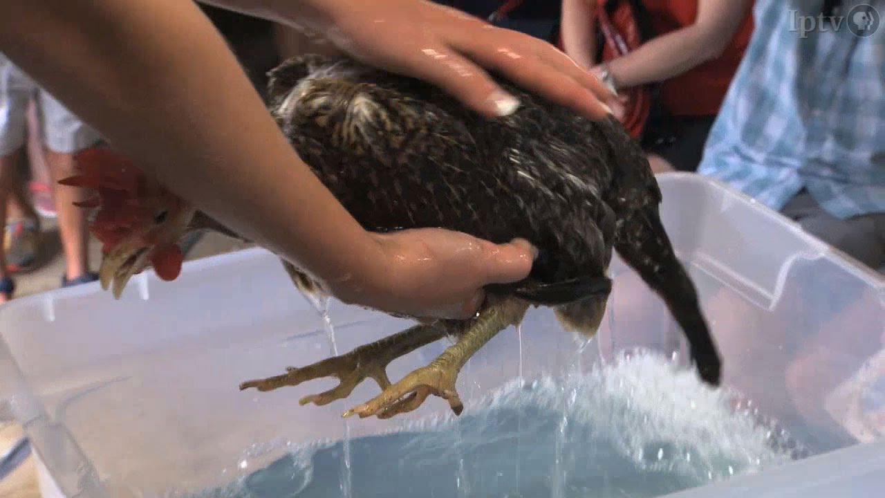 Chicken Washing & Blow Drying | Iowa State Fair 2014