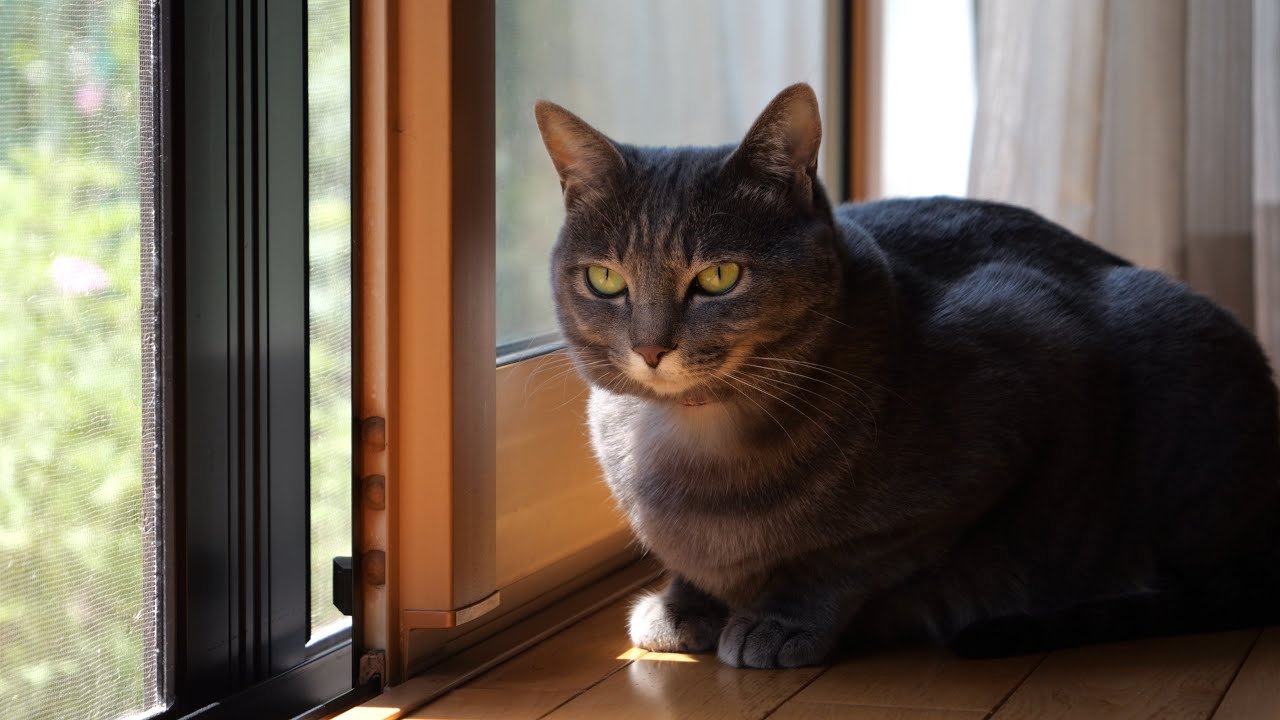 甘えん坊猫「はなちゃん」とばーばの平凡で幸せな一日
