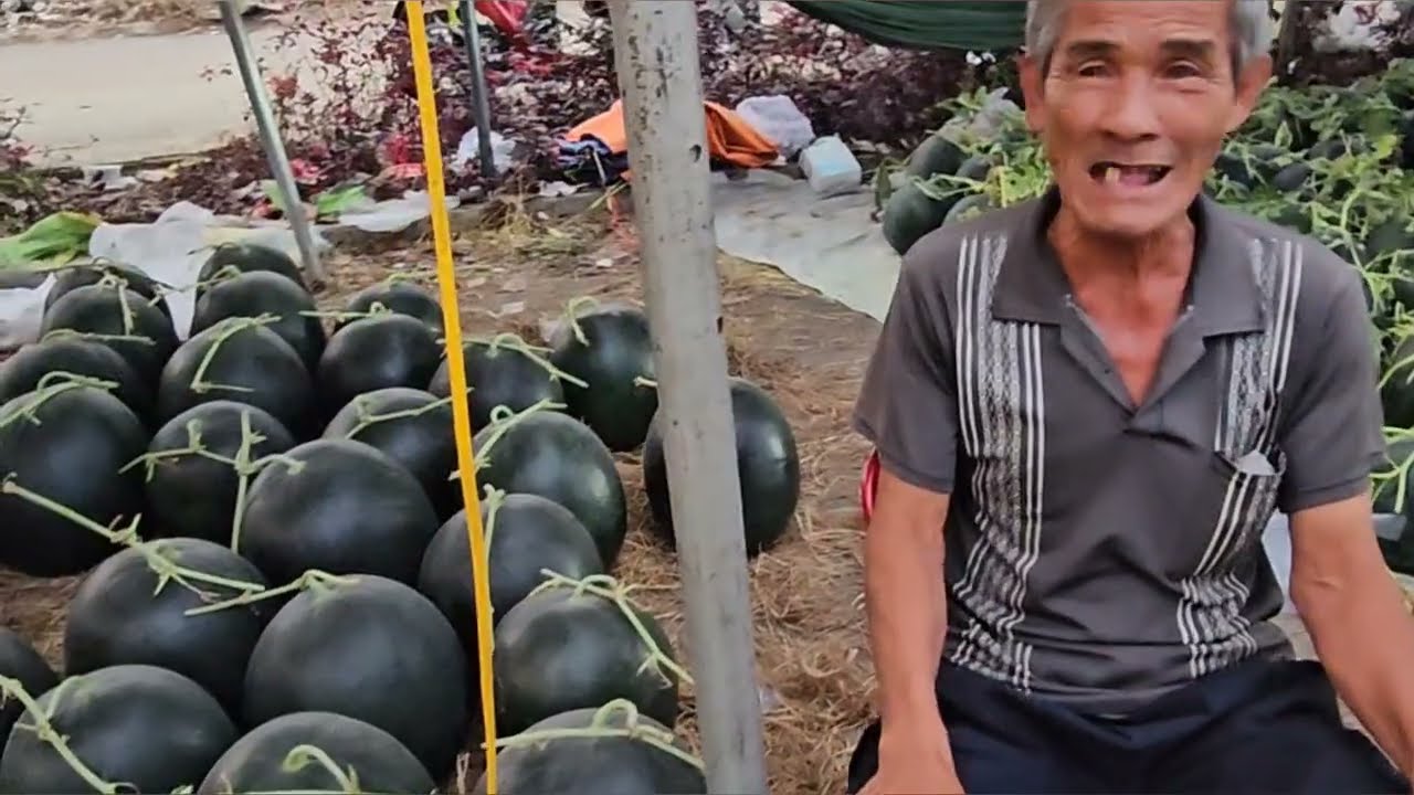 Chợ Tết dưa hấu chưng rẻ như cho 5k/kg mà không có người mua