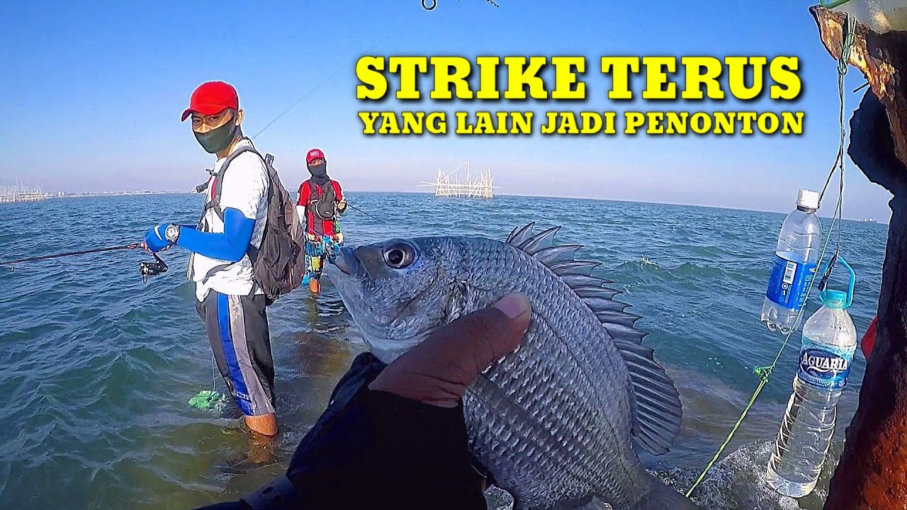 Sadis Semua Dibikin Melongo, Mancing Kakap Batu di Dam Ijo