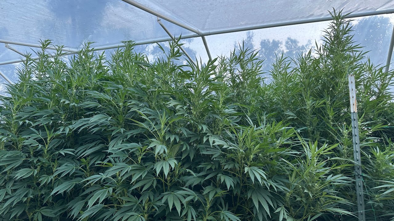 Outdoor medical cannabis garden 